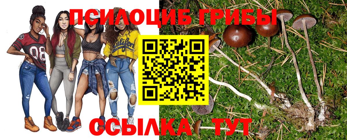 Псилоцибиновые грибы Psilocybe Кубинка